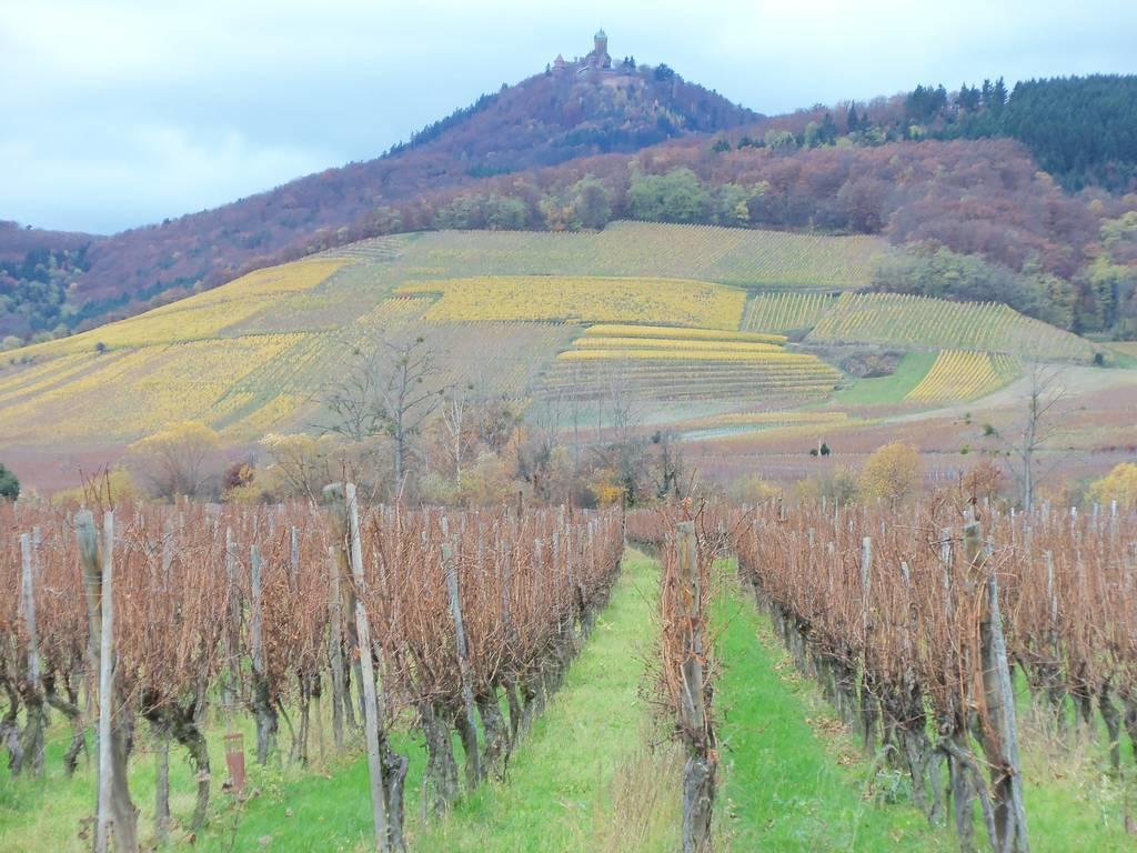 Appartement Route Du Vin Centre Alsace